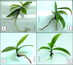 Image result for Faroa involucrata