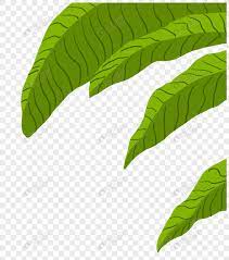 Daun pisang vektor, hd png download is a contributed png images in our community. Daun Pisang Png Grafik Gambar Unduh Gratis Lovepik