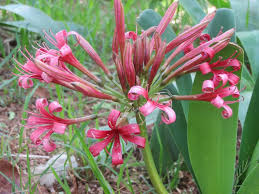 Image result for Ammocharis coranica