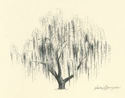 pic Drawing Charcoal Willow Tree