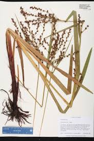 Image result for Scleria lacustris