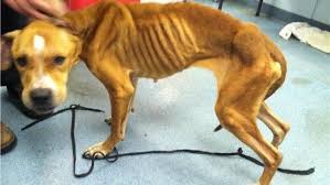 Emaciated dog rescued from michigan streets undergoes amazing transformation. Emaciated Dog Found With Shoelace Around Its Neck Is A Doing Wella Wstm