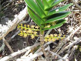 Image result for Tridactyle