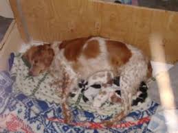Brittany puppy for sale in show low, az, usa. Brittany Spaniel Puppies In Nebraska