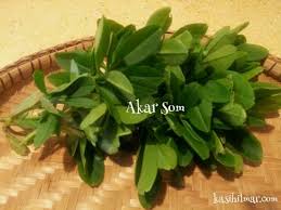 Daun indonesia jakarta, indonesia phone : Daun Lemuni Kasih Ilmar