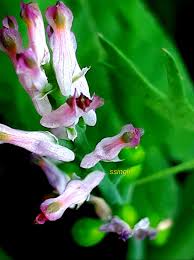 Image result for Fumariaceae