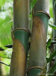 Image result for Bambusa balcooa