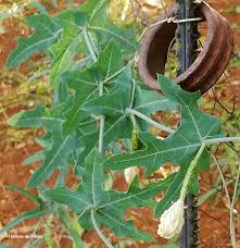 Image result for Coccinia sessilifolia