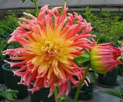 Salmon pink hybrid dahlia alfred grille flower in munich, germany. Alfred Grille Cactus Dahlia Clump Bright Yellow Pink 1 Size Root Clump Buy Online In Malta At Malta Desertcart Com Productid 12975054