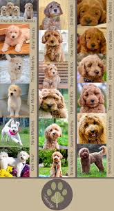 What Will My Goldendoodle Puppy Look Like That Question Is Frequently On The Minds Of New Puppy Goldendoodle Puppy Labradoodle Puppy Mini Goldendoodle Puppies
