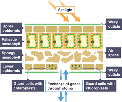 The image the animal and plant cell displayed on the background are the ones that must be labeled correctly on your test read this article and complete the activity and test at the bottom of the page ( small blue words). Functions Of Leaves Science Revision Biology Resources Biology