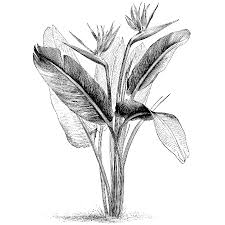 Sketch Bird Of Paradise Drawing Bird Of Paradise 1090m Bird Of Paradise Tattoo Paradise Tattoo Birds Of Paradise Flower