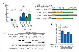Check spelling or type a new query. Increased Protein Synthesis And Mrna Localization Is Regulated By The Download Scientific Diagram
