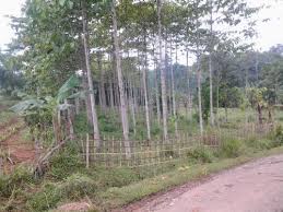 Bogor cileungsi di dijual tanah telepon nomor tampilkan 890000 rp kota depok dijual » tanah puncak) (alternatif cileungsi jonggol di strategis lokasi tanah dijual olx terbaik harga dengan murah barat jawa di tanah cileungsi ‎bogor wilayah‎: Tanah Di Jual Di Jonggol Jualsewatanah Com