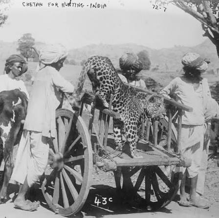 In India, cheetahs were valued as hunting companions, and in Hindi, they were known as “Chita” or the “spotted one” and frequently called “hunting leopards.” This fastest moving animal on land was