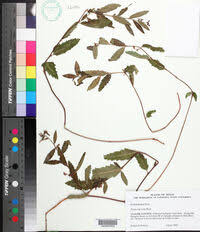 Image result for Tragia kirkiana