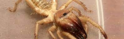 Over the course of their evolution, whales have made many adaptations towards their oceanic lifestyle to survive and thrive in the underwater world. Camel Spider Spider Facts And Information