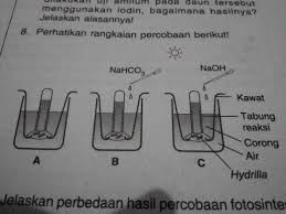 Jelaskan Perbedaan Hasil Percobaan Fotosintesis Menggunakan Ketiga Rangkaian Percobaan Di Atas Brainly Co Id
