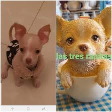 Perrito Chihuahua De Alabastro Perros Chihuahua Perrito Perros