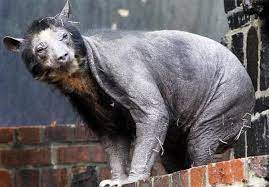 Gumberoo Seemingly Silly When First Described These Creatures Appear As Hairless Black Bears With Large Bellies Bear Without Fur Shaved Bear Spectacled Bear