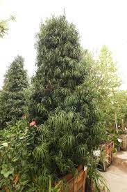 Japanese Yew Pine Trees For Sale Always Green Trees Japanese Yews Backyard Plans Green Trees