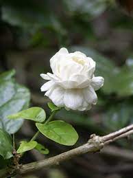 Bunga melur atau disebut melati adalah tanaman bunga hias yang banyak kegunaannya terutama membuat minyak wangi. Anak Pokok Bunga Melur 3 Jenis Limitedpakage Shopee Malaysia