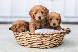 Groodledoodle ranch is located in fort worth, texas. How Much Does A Goldendoodle Puppy Cost A Price Breakdown