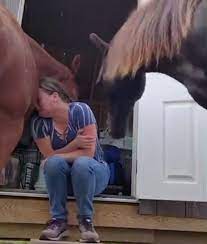 دلداری دادن عجیب و تاثیرگذار یک اسب به صاحبش که گریه می‌کند!+ویدئو