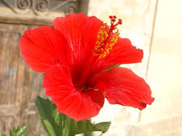 hibiscus flowers flower garlands hibiscus