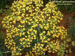 Image result for Anethum