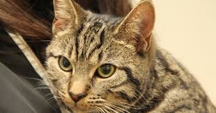 Your cat begins to howl or pant and can't seem to move one or both of his back legs. Boots The Cat Seemed To Lose The Power In Her Hind Legs Pete The Vet