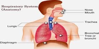 The respiratory system brings oxygen in through the nasal cavity. Respiratory System Anatomy Assignment Point
