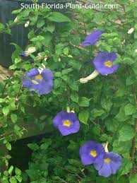 Image result for Thunbergia laborans
