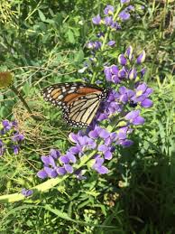 Image result for Baphia multiflora