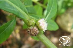 Image result for Struchium sparganophorum