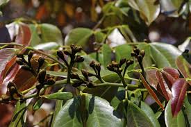 Image result for Hymenaea courbaril