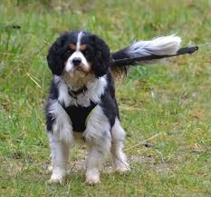 Pin On Cavalier Haircuts