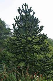 Fungi, in particular, find an easy foothold in trees already damaged by age or insects. Monkey Puzzle Finegardening