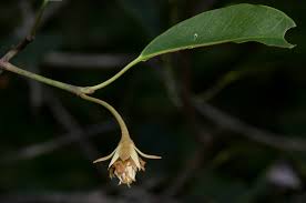Image result for Mimusops obtusifolia