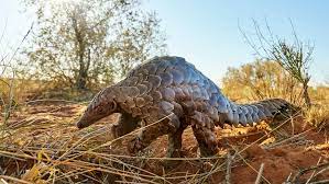 We did not find results for: Pangolin In Africa Expert Africa