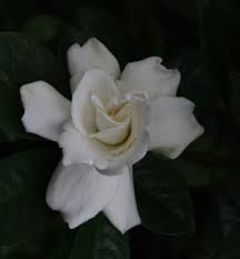 Plant with many 1 in. Vietchii Gardenia Everblooming Gardenia Fragrant Plants Almost Eden