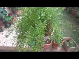 Image result for Asparagus pendulus