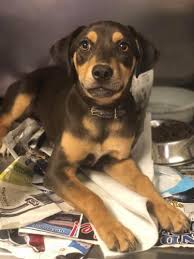 They must've been just born. Topanga Doberman Pinscher Baby Adoption Rescue For Sale In Phoenix Arizona Classified Americanlisted Com
