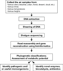 Flow Chart Of The Process Involved In Shotgun Metagenomic