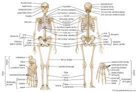 There also are bands of fibrous connective tissue—the ligaments and the tendons—in intimate relationship with the parts of the skeleton. Human Skeleton Parts Functions Diagram Facts Britannica
