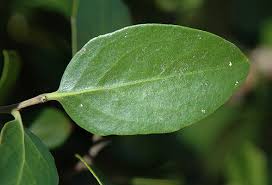 Image result for Quillaja saponaria
