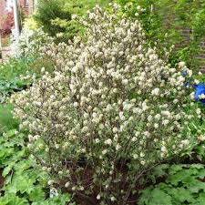 Grosser Federbuschstrauch Duftender Blutenstrauch Federbuschstrauch Pflanzen Ziergarten