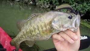 Kayak Bass Fishing The Colorado River Kayak Bass Fishing Bass Fishing Fish
