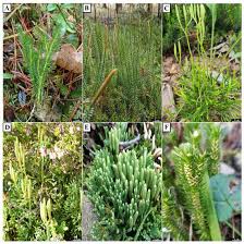 Image result for Lycopodiaceae