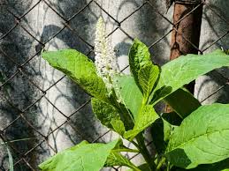 Image result for Phytolaccaceae